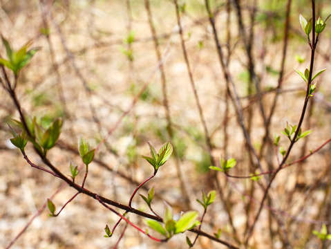 Ancient new leaves