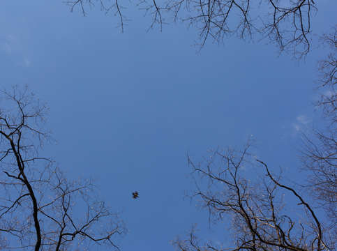 Sky with a bird