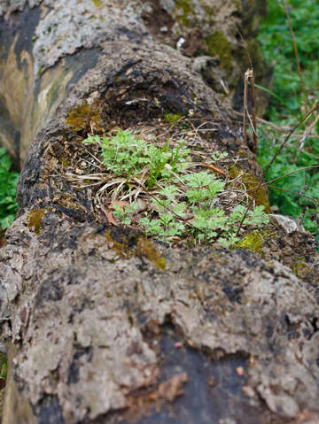 Mother trunk