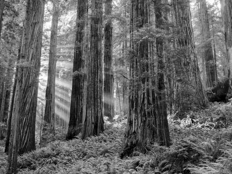 Morning rays in the redwoods