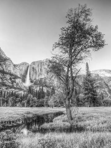 Meadow in Yosemite Valley