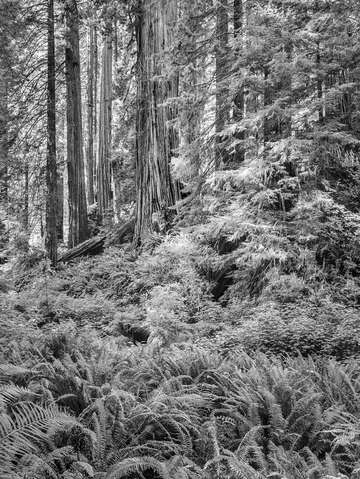 Redwood Forest