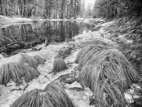 The giant forest sequoia national park