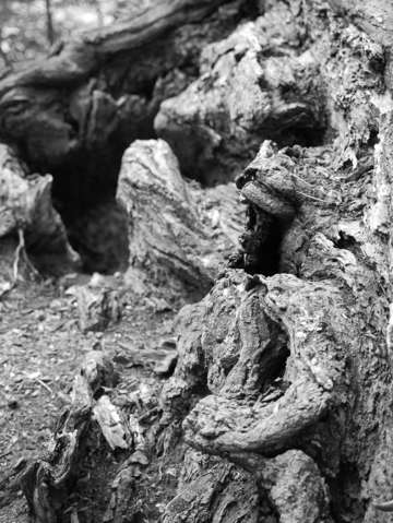 Gnarled stump charles