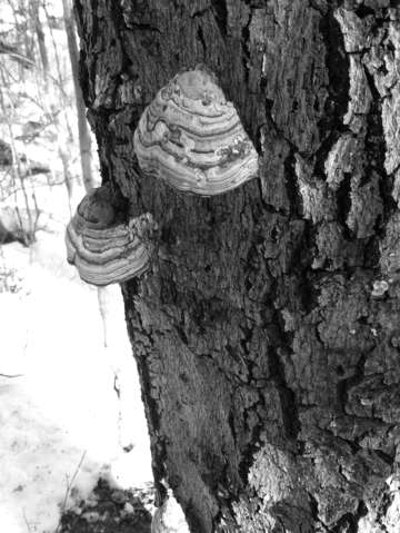 Maine tree