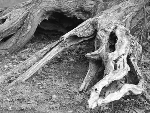 Tree two