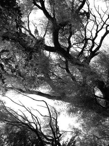 Trees dreaming