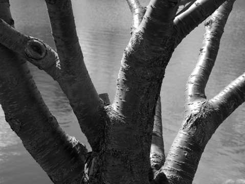 Trees one