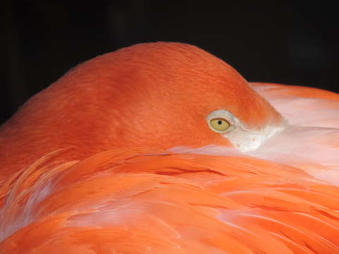 Flamingo 2
