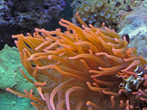 Sea anemone