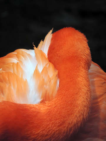 American flamingo