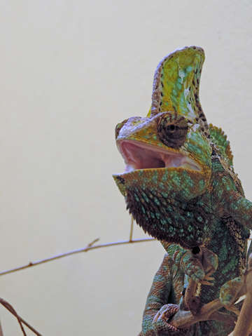 Veiled chameleon