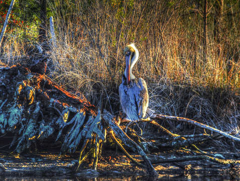 Pelican on a root