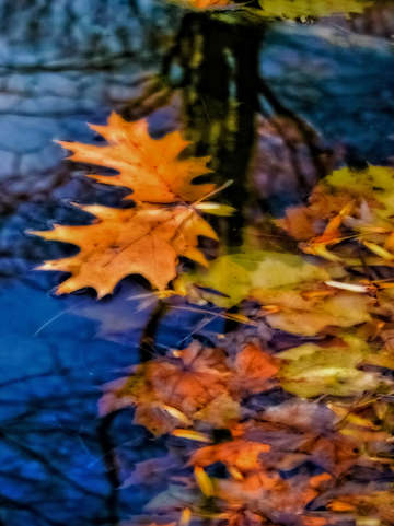Pond reflections ii