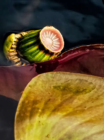 Lily pods i
