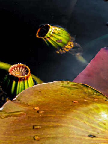 Lily pods iii