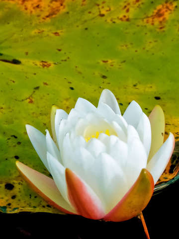 Lily Pad Flower I