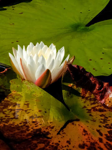 Lily pad flower ii