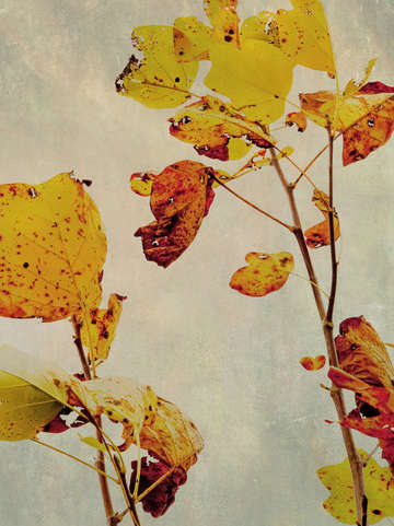 Leaf silhouette iii