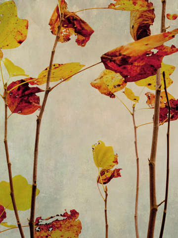 Leaf silhouett iv