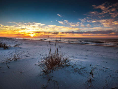 Grasses on the beach