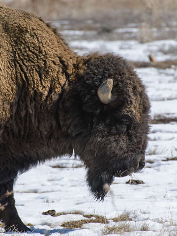 Shaggy bison