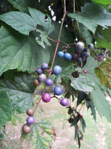 Wild berries