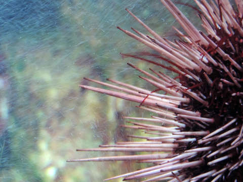 Sea urchin 2