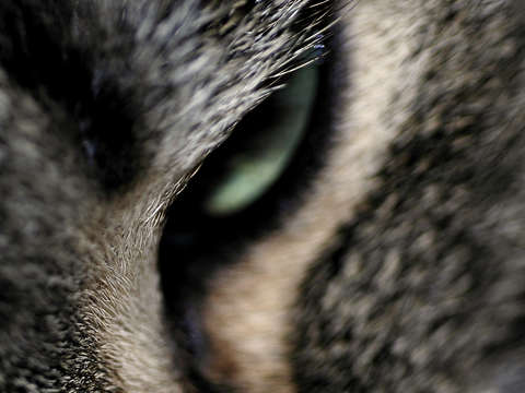 Catseye