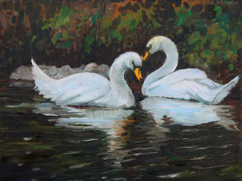Swans and cygnets