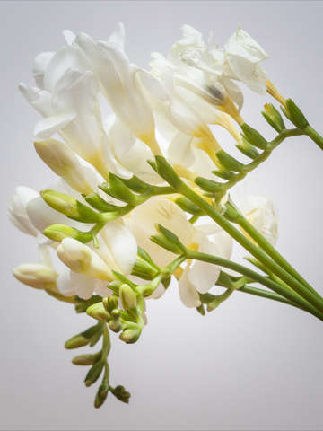 Study in white yellow and green