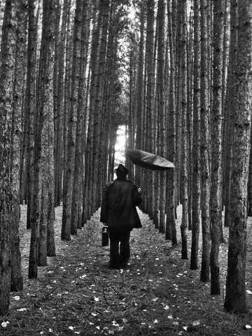 Seeing the Forest for the Trees