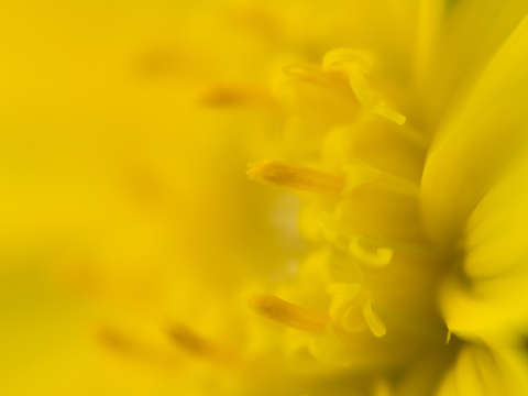 Warm flower