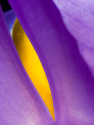Iris 6