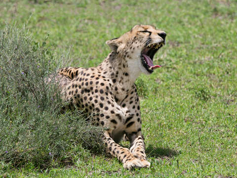 Yawning cheetah