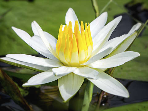 Lily 3