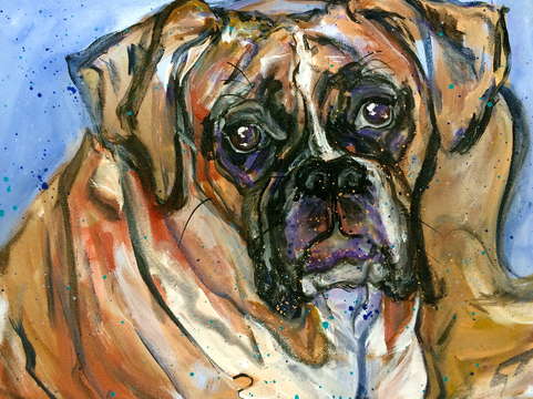 Boxer in blue