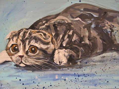 Scottish fold