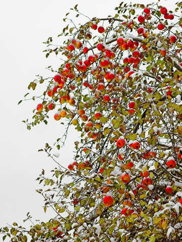 Snowy apples