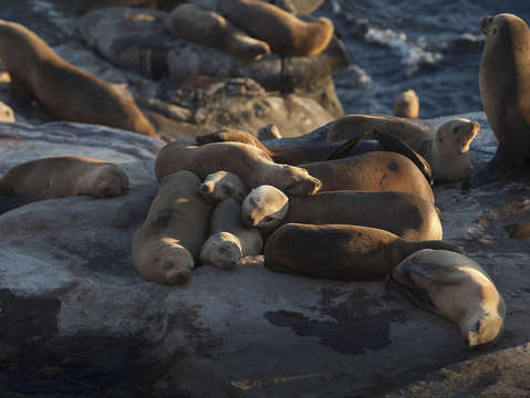 Seals Resting