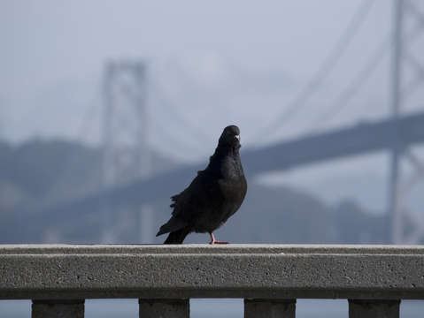 Urban dweller 1 of 2