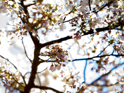 Cherry blossom 5