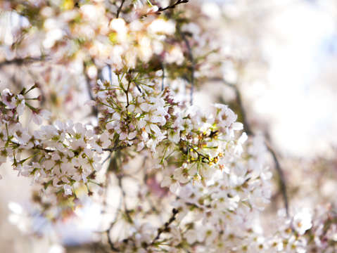 Cherry Blossom #9