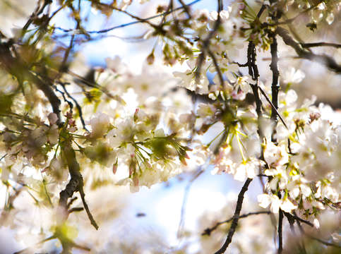 Cherry blossom 3 2