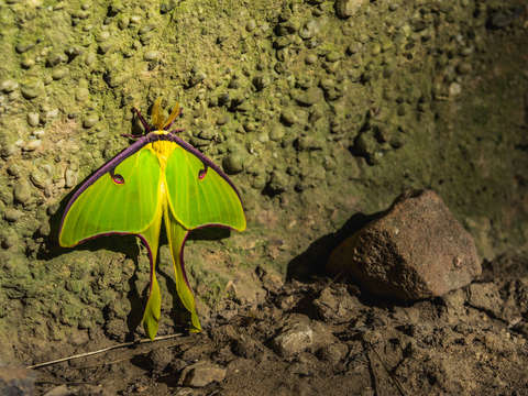 Lunar moth