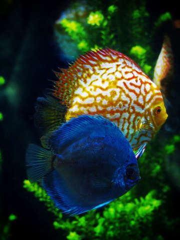 Two little fishies