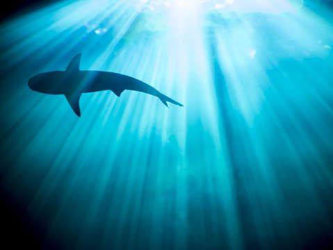Shark