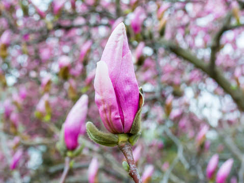 Pink magnolia blossom