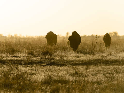Morning bison