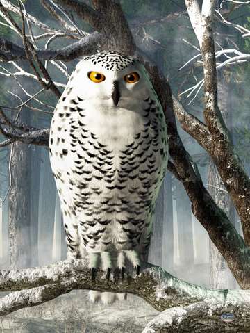 Snowy Owl